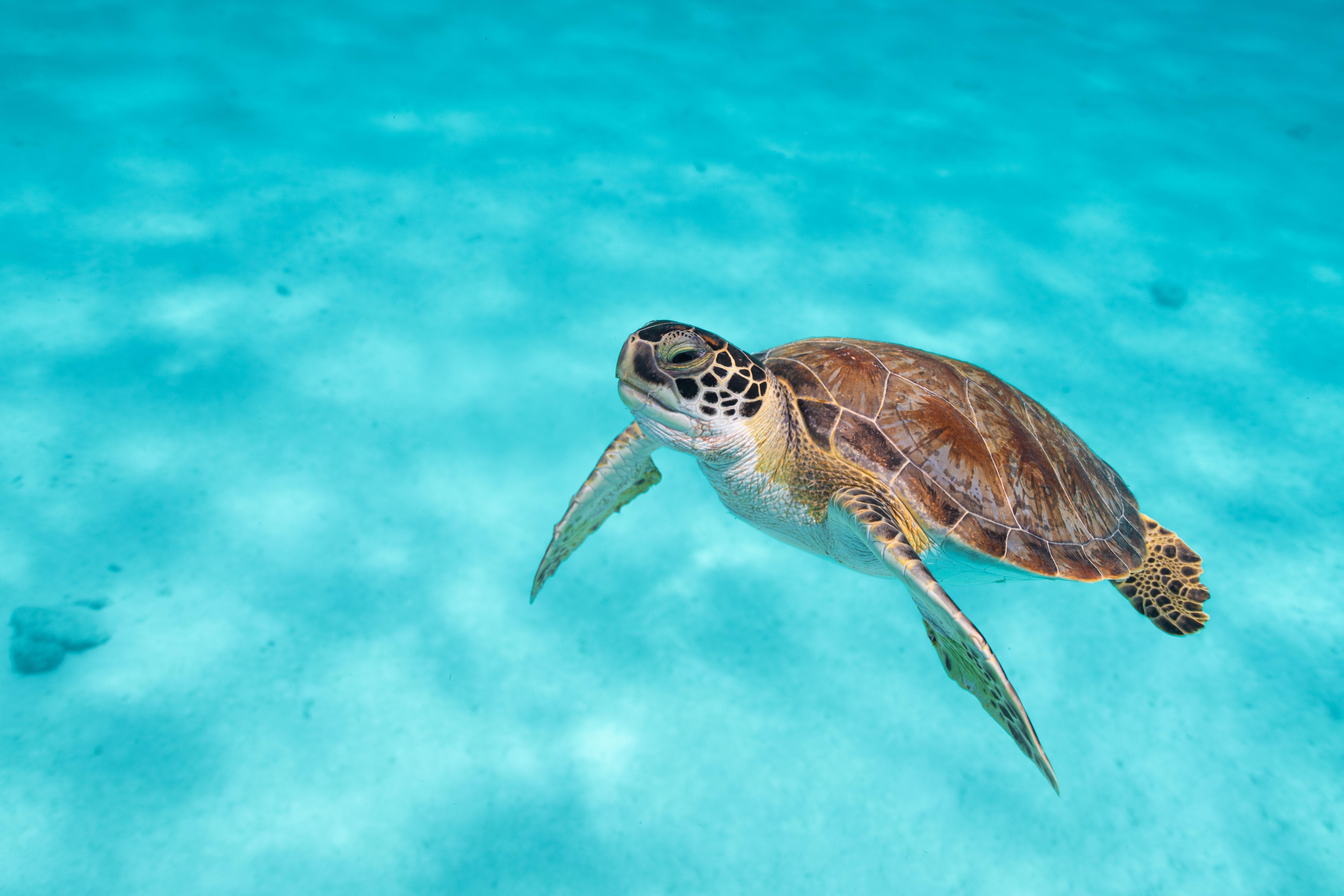 Van Der Valk Plaza Beach & Dive Resort Bonaire Кралендейк Екстер'єр фото
